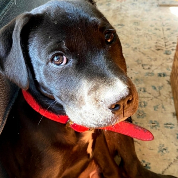 Meet your Posher, Darc - Picture 1 of 1